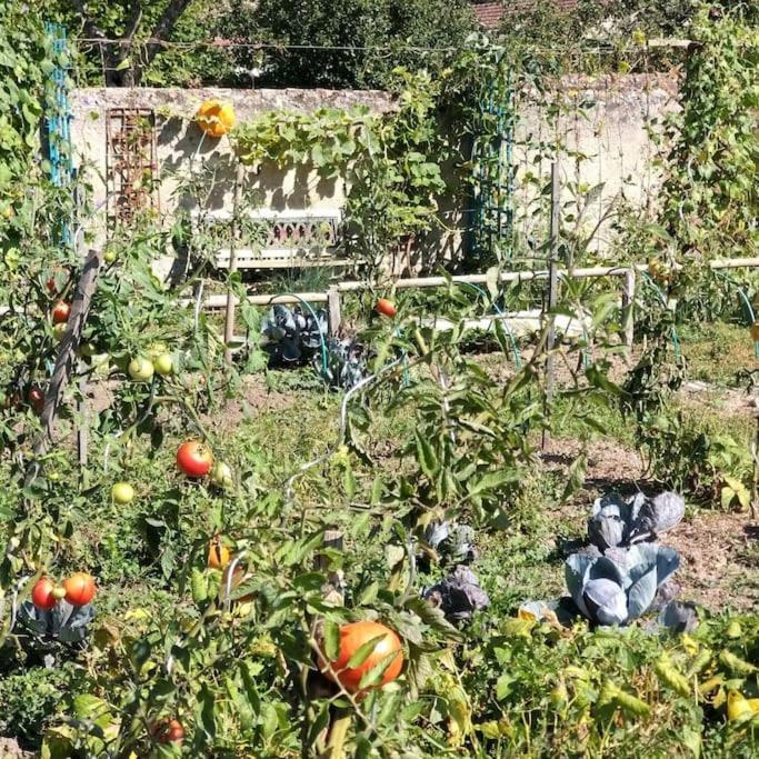 Les Noyers Monestois Entre Cher Et Canal De Berry Mennetou-sur-Cher Eksteriør bilde